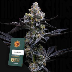 Garlic Cookies (0 Samen | Feminisiert) - Barney's Farm