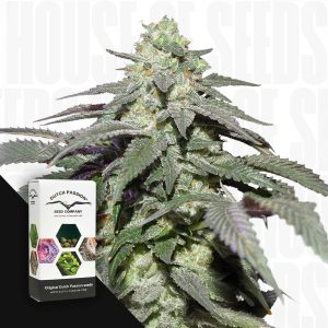Auto Skywalker Haze (3 Samen | Autoflower) - Dutch Passion [Digital]