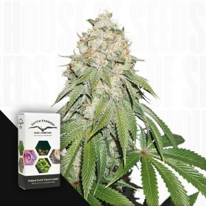 Banana Blaze (3 Samen | Feminisiert) - Dutch Passion
