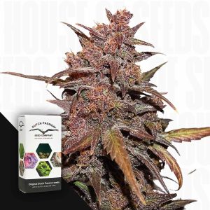 CBD Auto Blackberry Kush (3 Samen | Autoflower) - Dutch Passion [Digital]