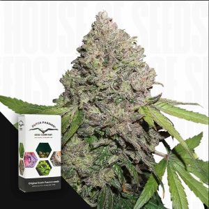 CBD Auto Charlotte's Angel (3 Samen | Autoflower) - Dutch Passion [Digital]