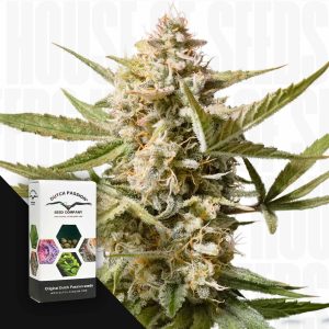 Auto Cinderella Jack (3 Samen | Autoflower) - Dutch Passion