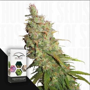 Auto Desfrán (3 Samen | Autoflower) - Dutch Passion [Digital]