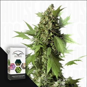 Auto Duck (3 Samen | Autoflower) - Dutch Passion [Digital]