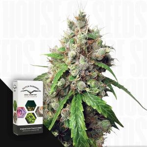 Auto Euforia (3 Samen | Autoflower) - Dutch Passion [Digital]