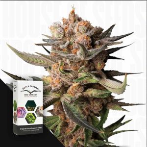 Auto Frozen Biscotti (3 Samen | Autoflower) - Dutch Passion [Digital]