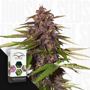Auto Forbidden Cherry (3 Samen | Autoflower) - Dutch Passion [Digital]
