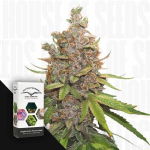 Auto Glueberry O.G. (3 Samen | Autoflower) - Dutch Passion [Digital]