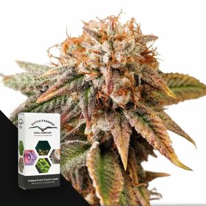 Auto Kingston Punch (0 Samen | Autoflower) - Dutch Passion [Digital]