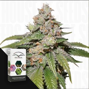 Auto Mokum's Tulip (3 Samen | Autoflower) - Dutch Passion [Digital]