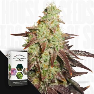 Auto Night Queen (3 Samen | Autoflower) - Dutch Passion [Digital]