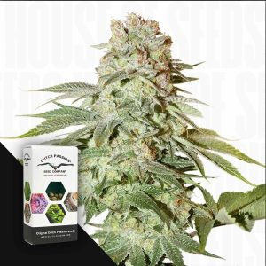 Auto Power Plant (3 Samen | Autoflower) - Dutch Passion [Digital]