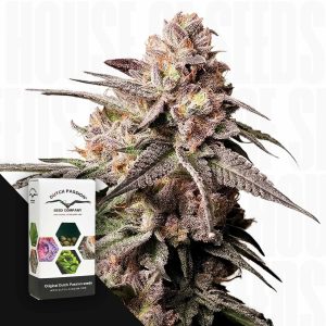 Slush Mint Cake (0 Samen | Feminisiert) - Dutch Passion [Digital]