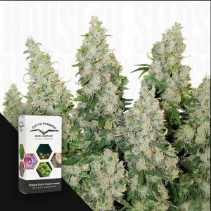 Auto Think Different (3 Samen | Autoflower) - Dutch Passion [Digital]