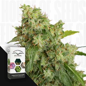 Auto Xtreme Haze (3 Samen | Autoflower) - Dutch Passion [Digital]