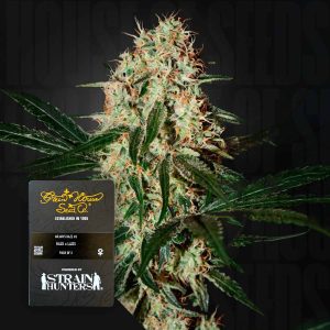 Arjan's Haze 3 (0 Samen | Feminisiert) - Green House Seeds