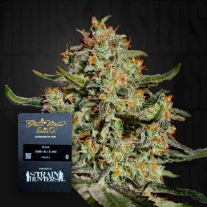 Big Bang (0 Samen | Feminisiert) - Green House Seeds
