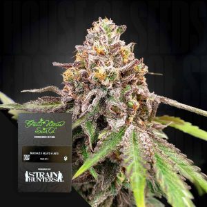 Blue Haze x Gelato 41 Auto (0 Samen | Autoflower) - Green House Seeds