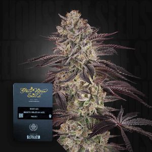 Biscotti Auto (0 Samen | Autoflower) - Green House Seeds