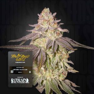 Black Toffee Auto (0 Samen | Autoflower) - Green House Seeds