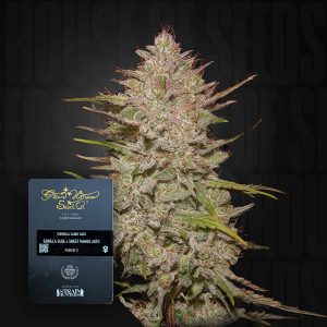 Chemical Candy Auto (0 Samen | Autoflower) - Green House Seeds