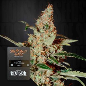 Chemdog (0 Samen | Feminisiert) - Green House Seeds