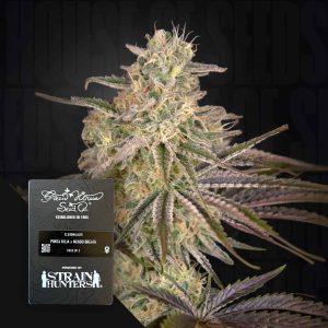 Cloudwalker (0 Samen | Feminisiert) - Green House Seeds