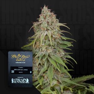 GH Amnesia (0 Samen | Feminisiert) - Green House Seeds