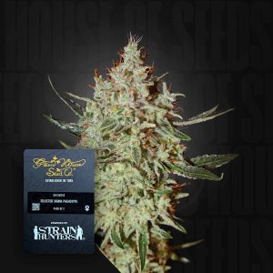 GH Cheese (0 Samen | Feminisiert) - Green House Seeds