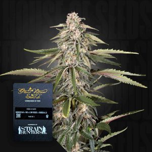 Green-O-Matic (0 Samen | Autoflower) - Green House Seeds