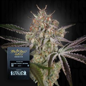 Great White Shark (0 Samen | Feminisiert) - Green House Seeds