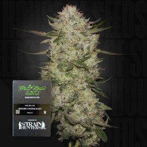 HighCloudZ Auto (0 Samen | Autoflower) - Green House Seeds