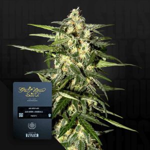 Jack Herer Auto (0 Samen | ) - Green House Seeds