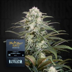 Kalashnikova Auto (0 Samen | ) - Green House Seeds