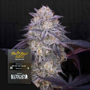 King's Juice (0 Samen | Feminisiert) - Green House Seeds