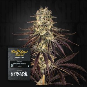 Kong's Krush (0 Samen | Feminisiert) - Green House Seeds