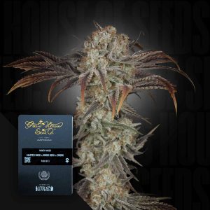 Money Maker (0 Samen | ) - Green House Seeds