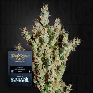 NL5 Haze Mist (0 Samen | ) - Green House Seeds