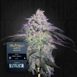 Nori Cake (0 Samen | Feminisiert) - Green House Seeds