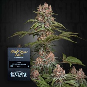 Pure Kush (0 Samen | ) - Green House Seeds