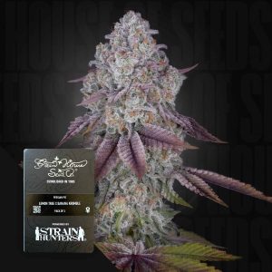 Persian Pie (0 Samen | Feminisiert) - Green House Seeds