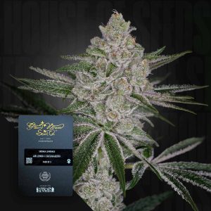 Shishka Lemonade (0 Samen | ) - Green House Seeds