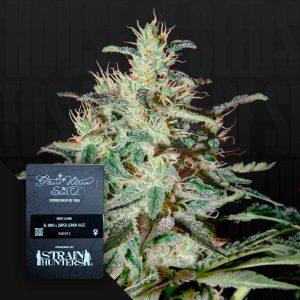 White Lemon (0 Samen | ) - Green House Seeds