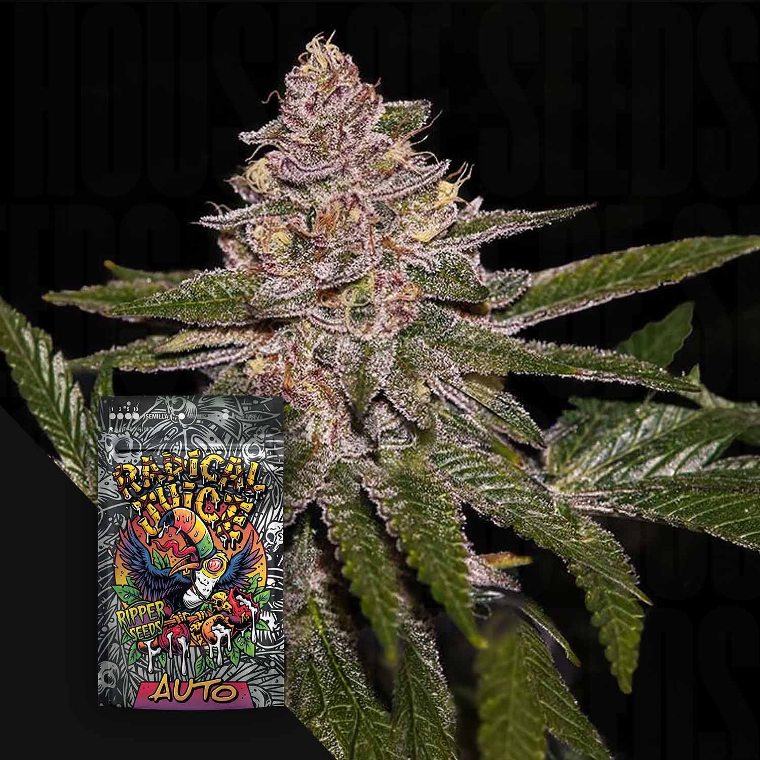 Radical Juice Auto