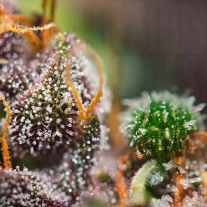 Dark Devil Auto