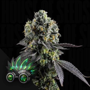 College Mints (0 Samen | Feminisiert) - Hidden Labs