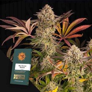 Blue Sunset Sherbert (0 Samen | Feminisiert) - Barney's Farm