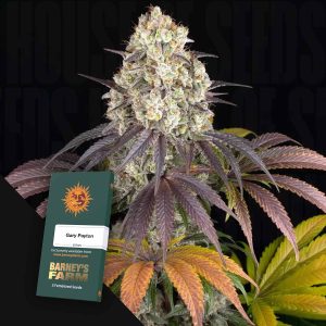 Gary Payton (0 Samen | Feminisiert) - Barney's Farm
