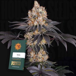 Gelato (0 Samen | Feminisiert) - Barney's Farm