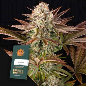 Jealousy (0 Samen | Feminisiert) - Barney's Farm